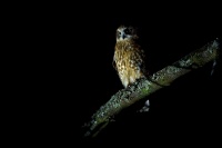 Sovka bubuk - Ninox boobook - Southern Boobook o4515